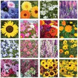 Help Butterflies Help Pollinators - Wildflower Seed Packets