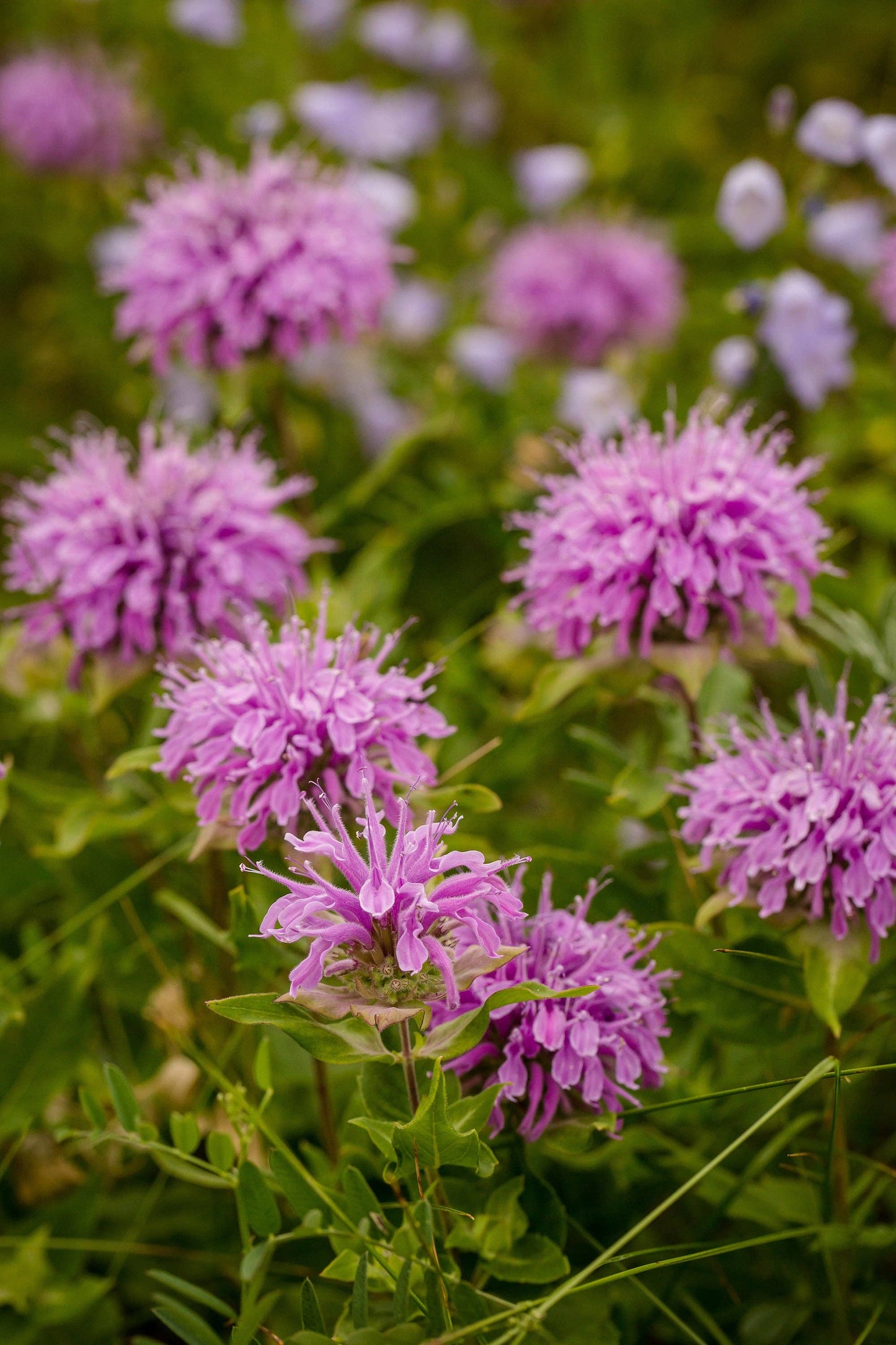 Bee Balm Seed Packets