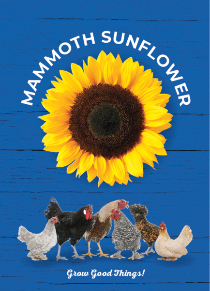 blue sunflower seeds for planting Chicken in Blue