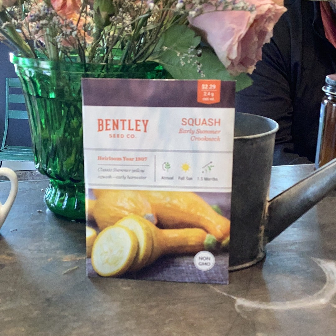 Squash-Yellow Crookneck