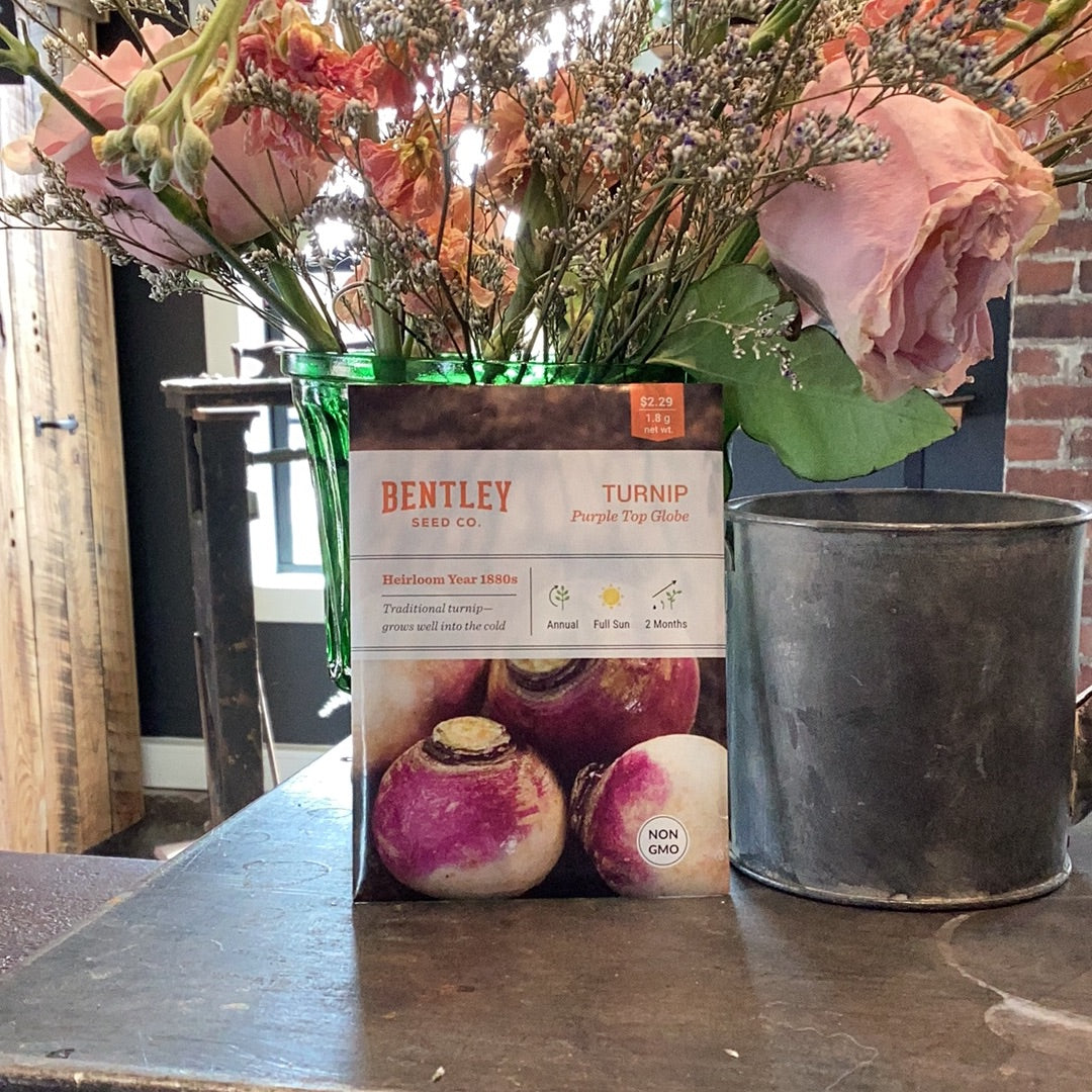 Turnip-Purple White Globe