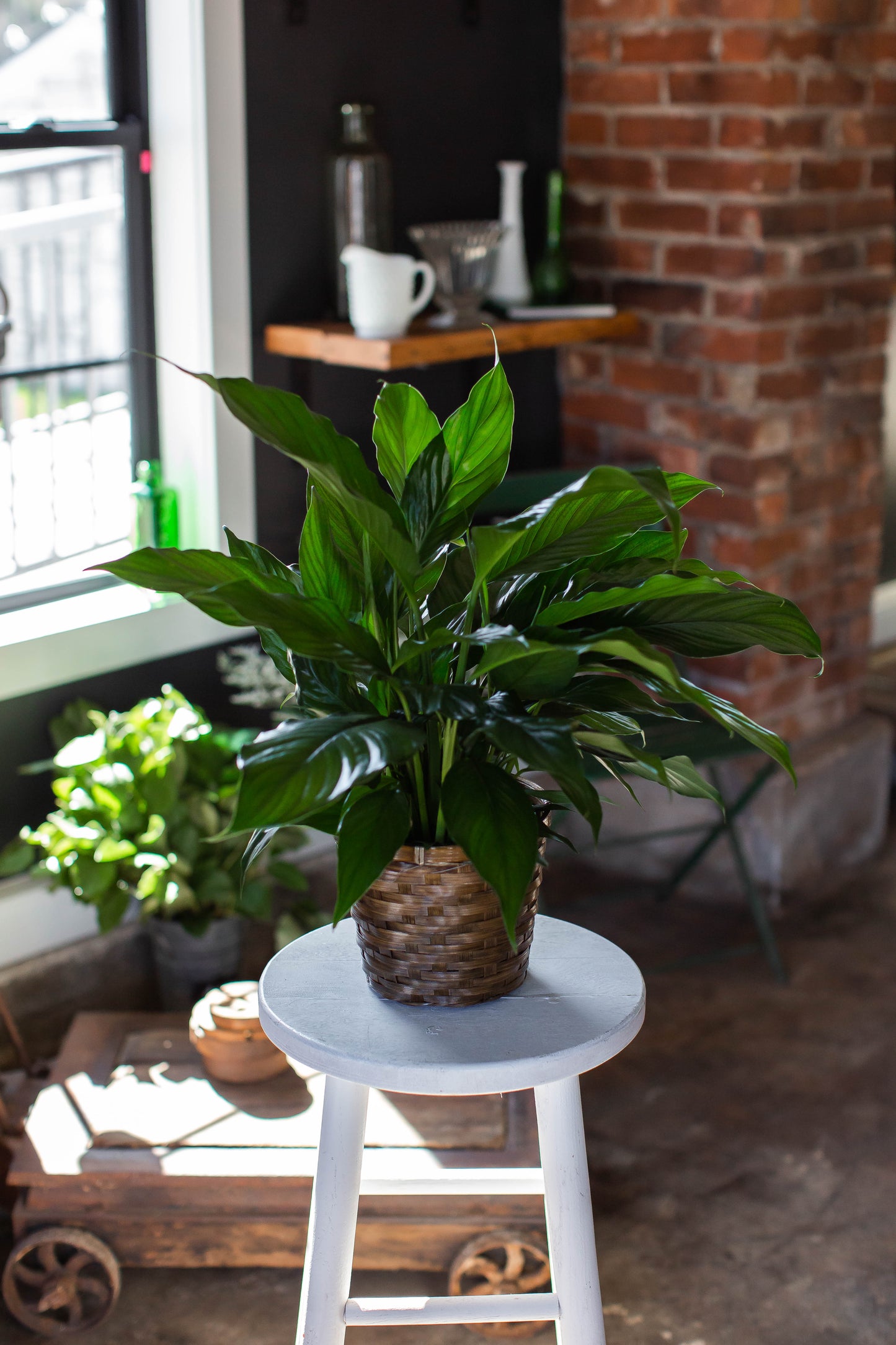 Peace Lily Plant Basket