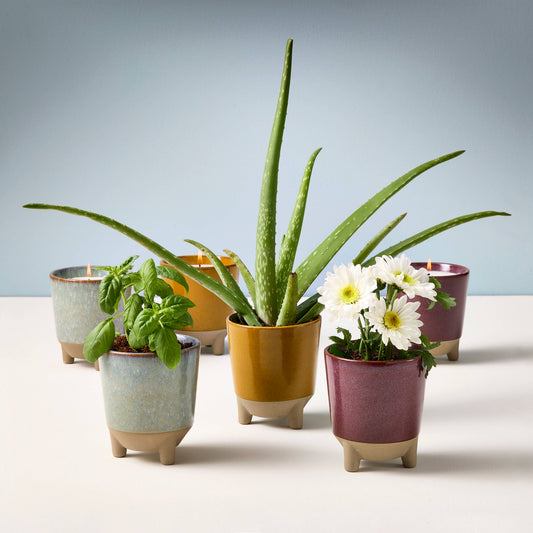 Glow and Grow 2-in-1 Candle + Grow Kit