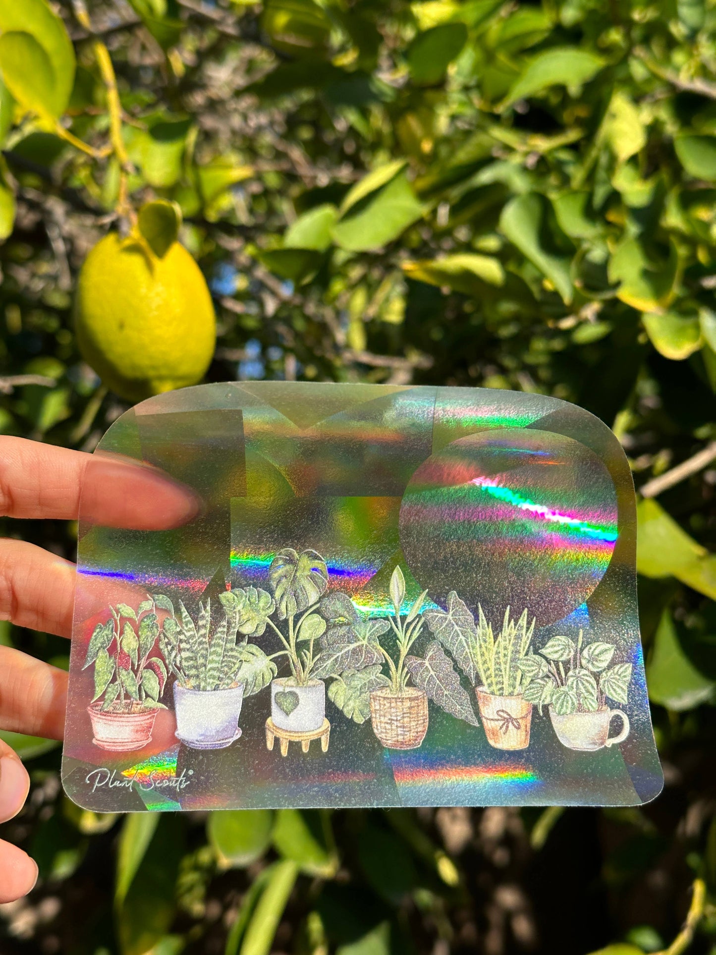 Suncatcher Window Decal Sticker