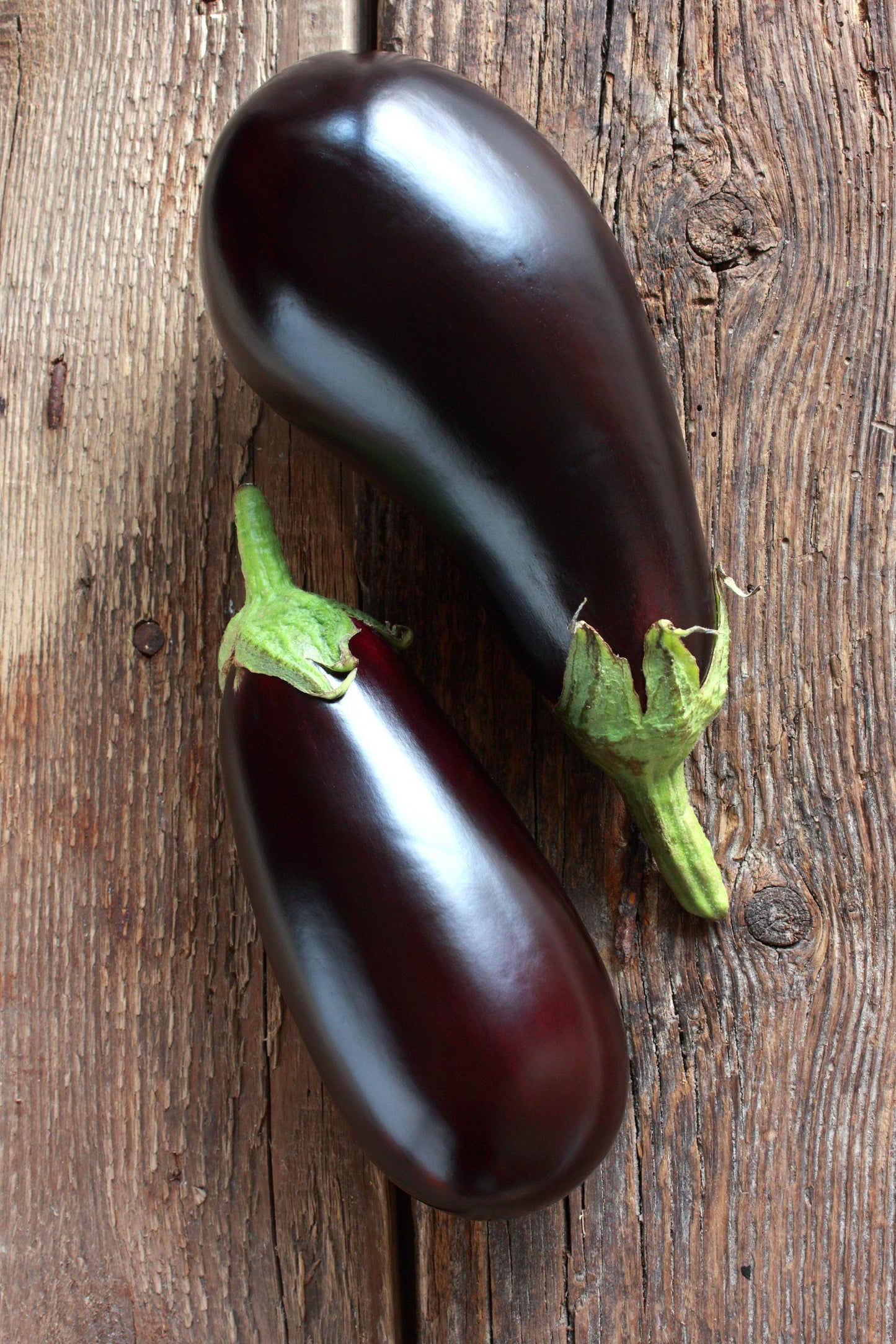 Eggplant-Black Beauty 1903