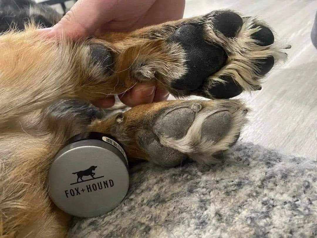 Paw Pad Salve for Dogs