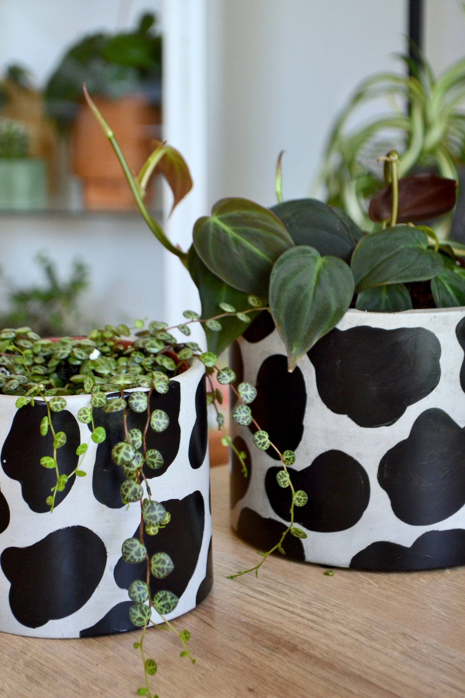 cow print plant pot Cow Print Planter
