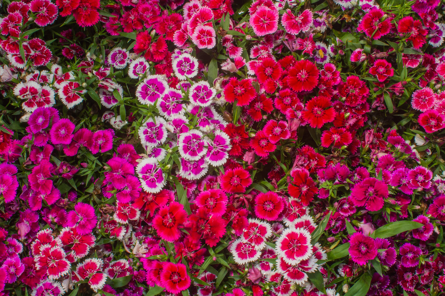 Dianthus, Mixed Colors Seed Packets