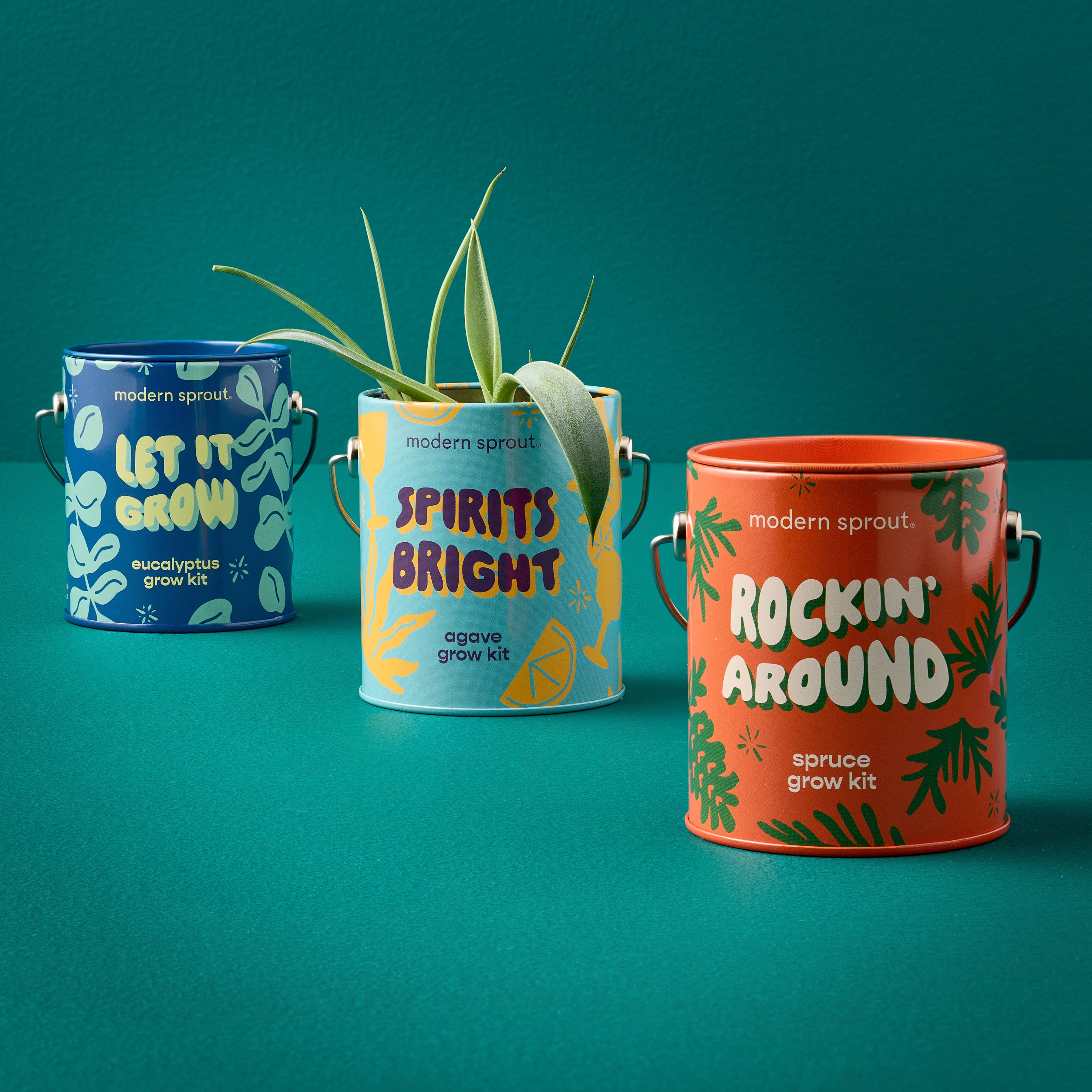 Holiday Spruce Grow Kit – Cassidy Station