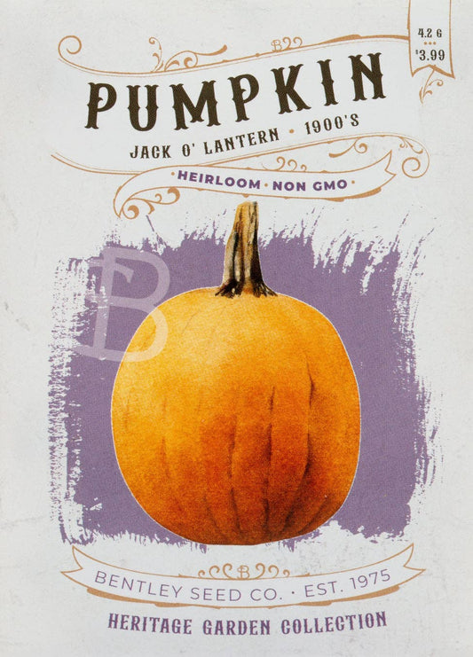 Pumpkin-Jack O' Lantern 1900's
