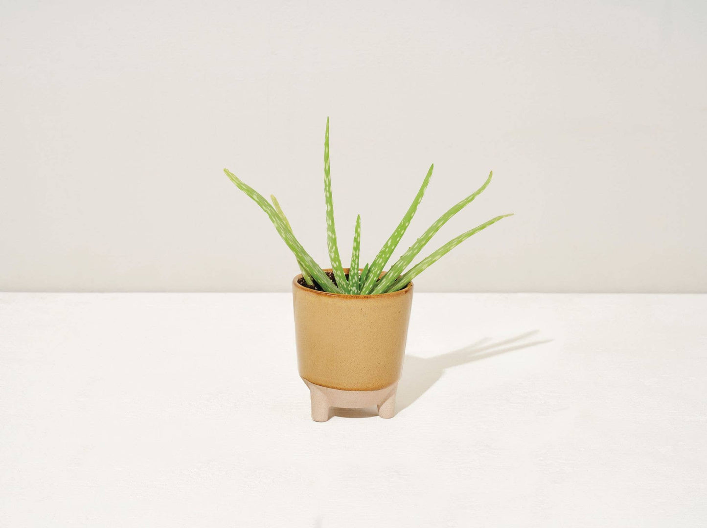 Glow and Grow 2-in-1 Candle + Grow Kit