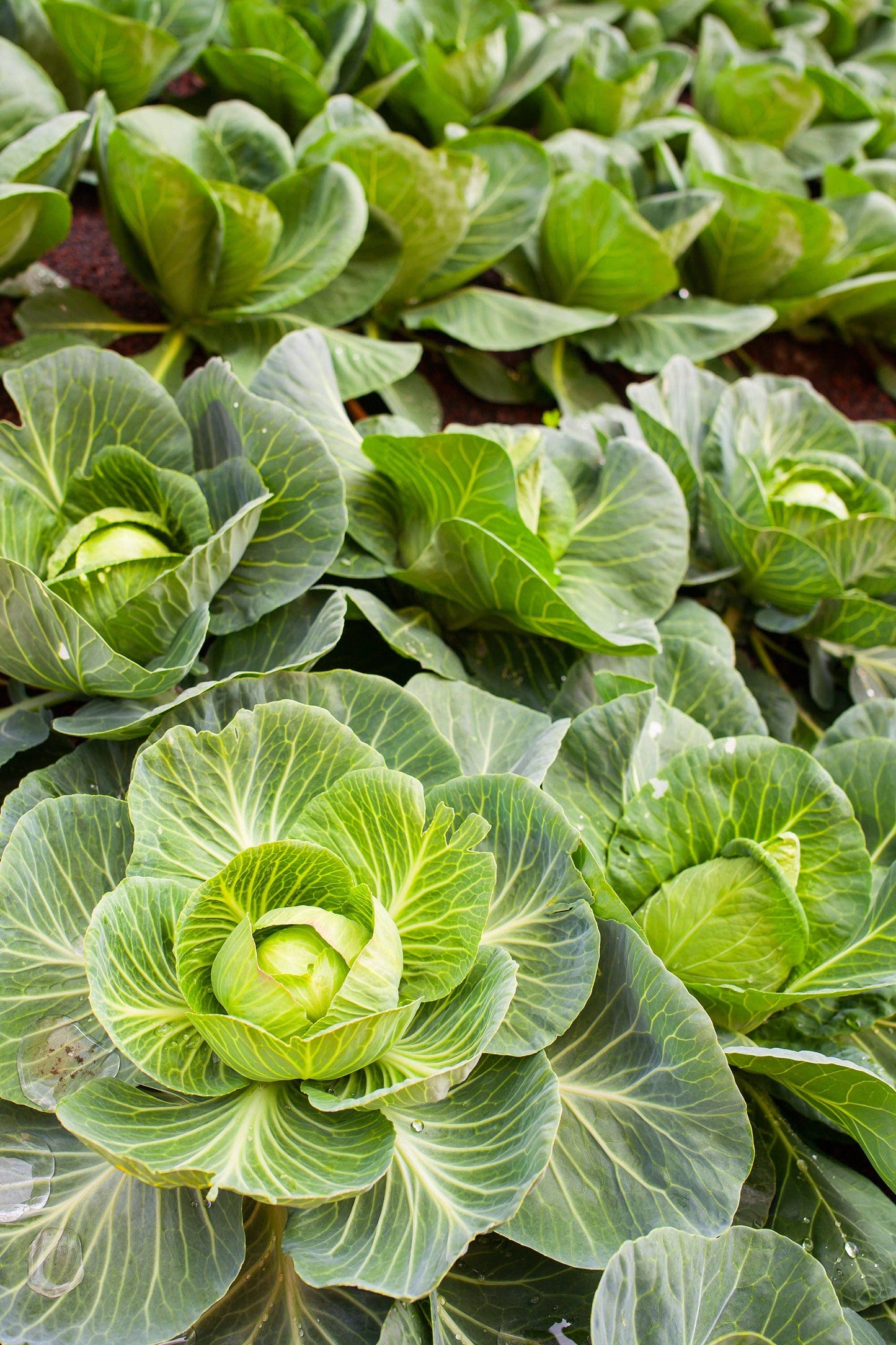 Cabbage-Copenhagen Early 1909