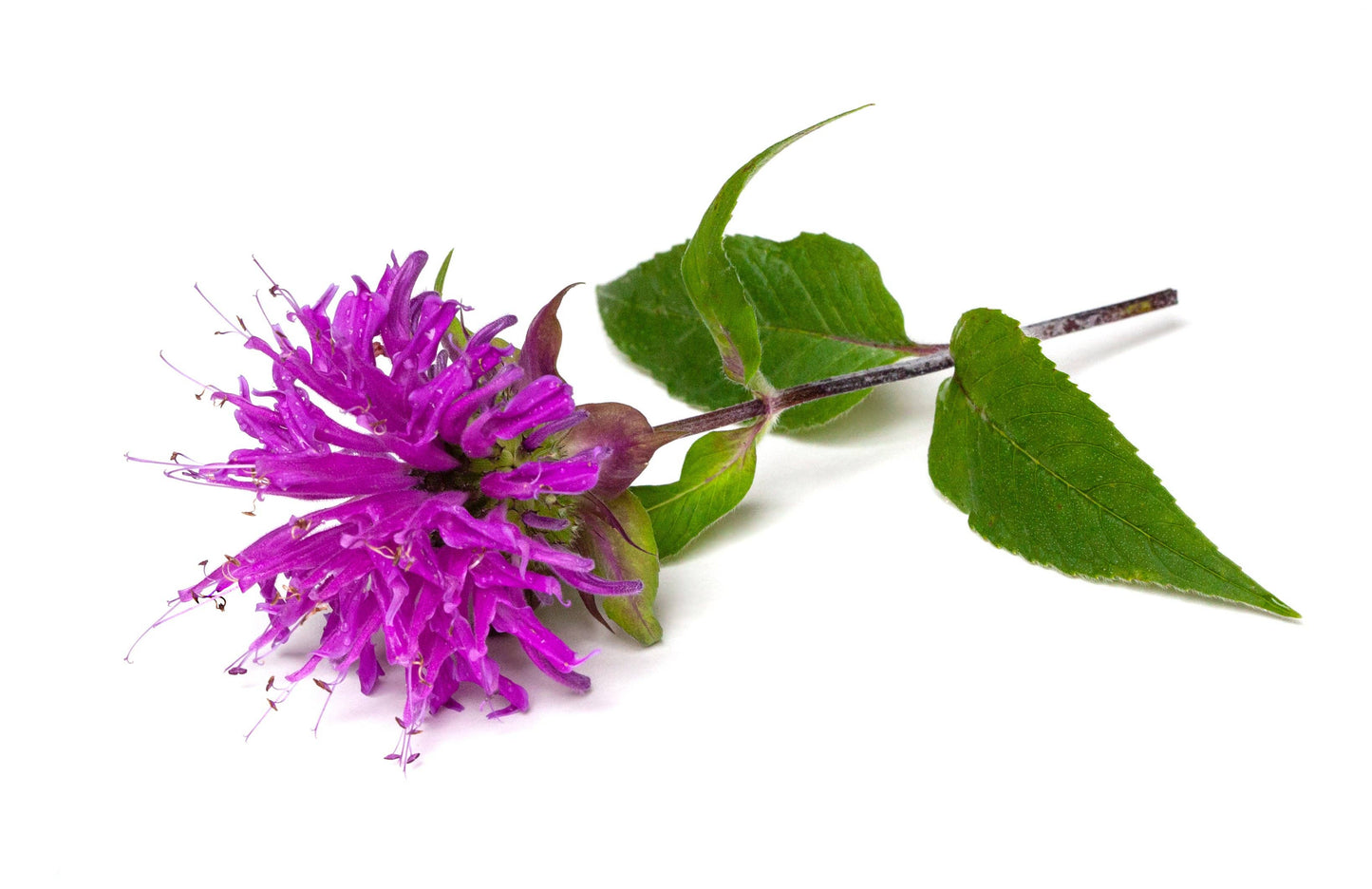 Bee Balm Seed Packets