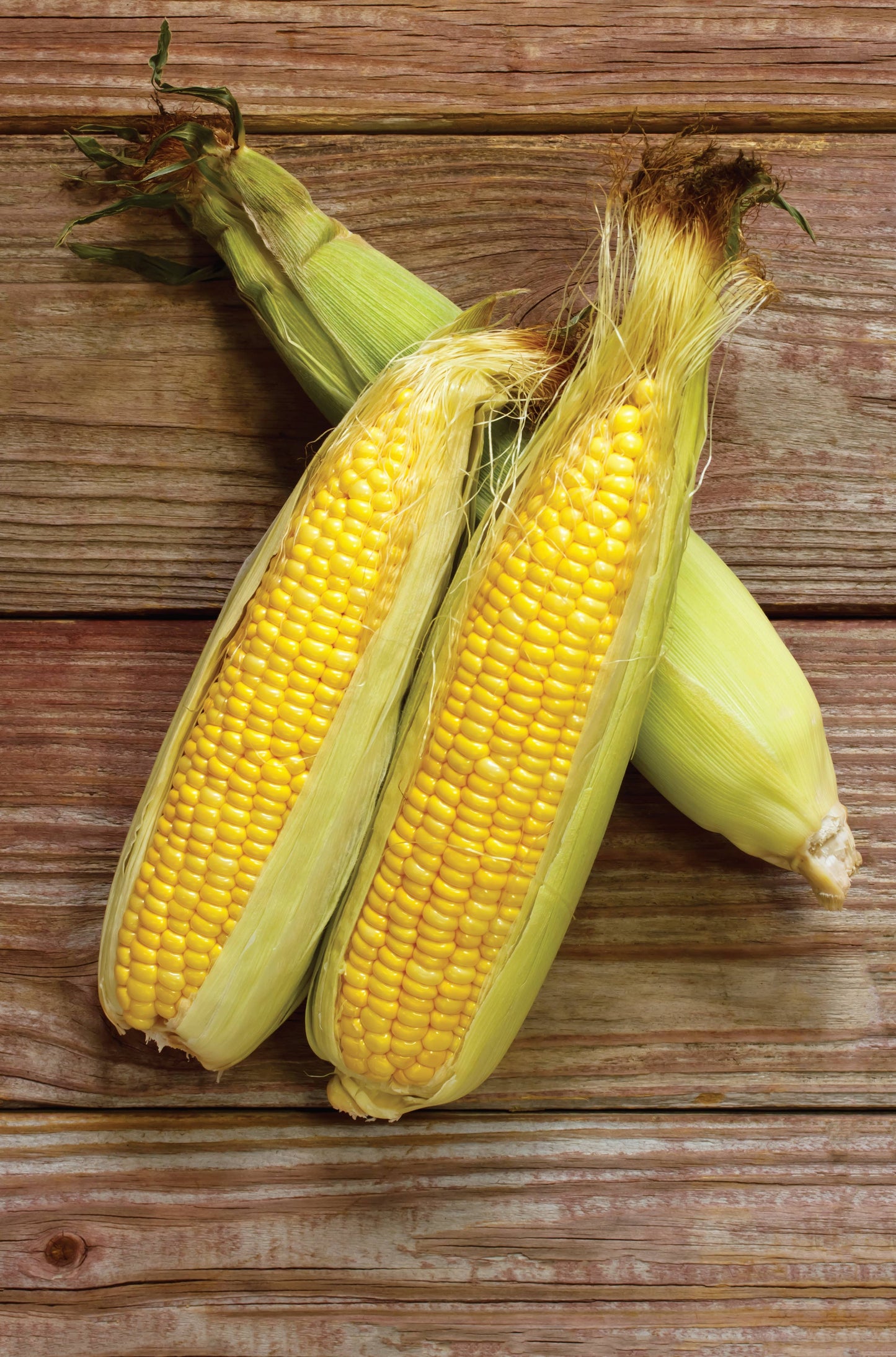 Corn-Golden Bantam 1902
