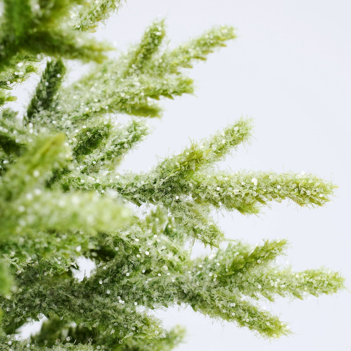 Large Snowy Norfolk Pine Tree