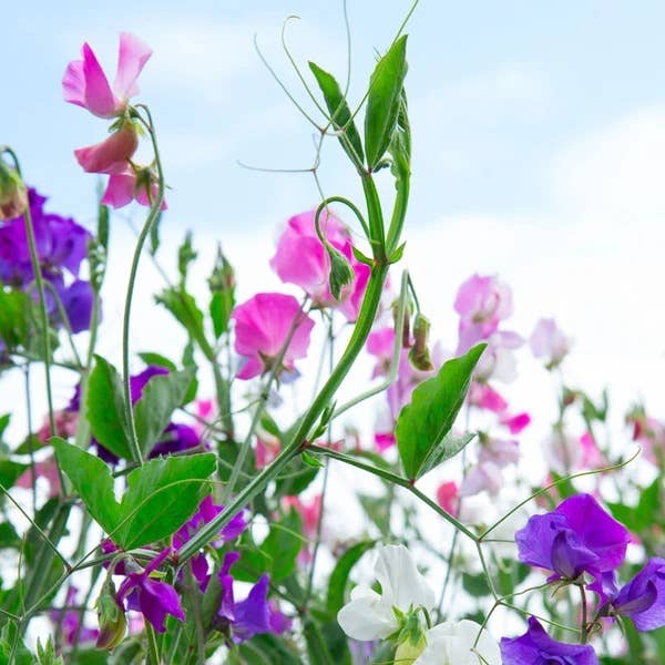 Sweet Peas-Royal Family Mixed Colors-Lathyrus Odoratus