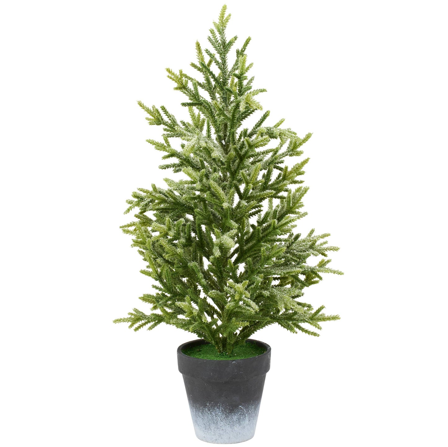 Large Snowy Norfolk Pine Tree