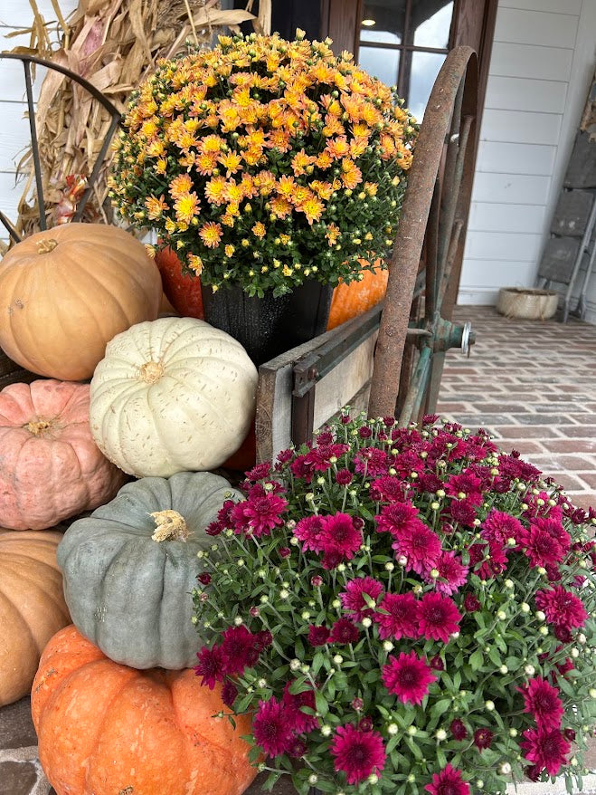 Fall Potted Mum