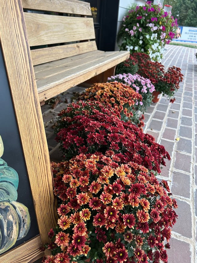Fall Potted Mum