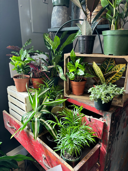 Assorted Green Plants