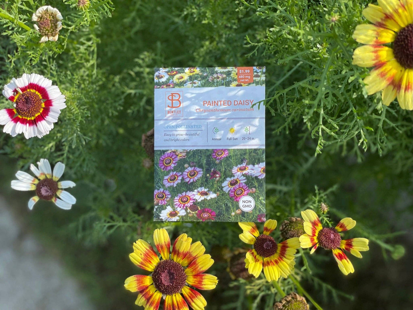 Painted Daisy Seed Packets