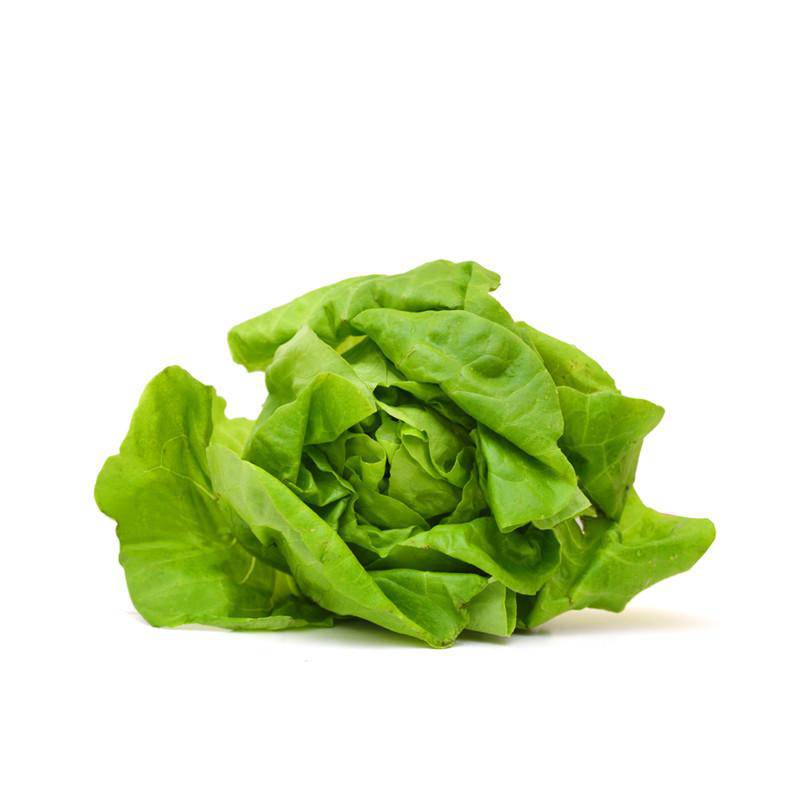 Lettuce-Buttercrunch Bib 1963