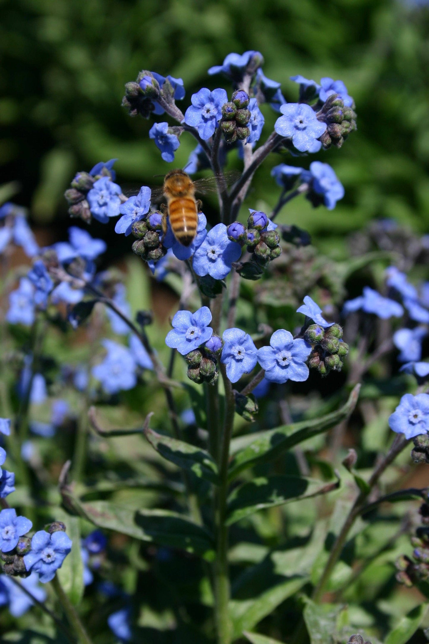 Forget Me Not Seed Packets