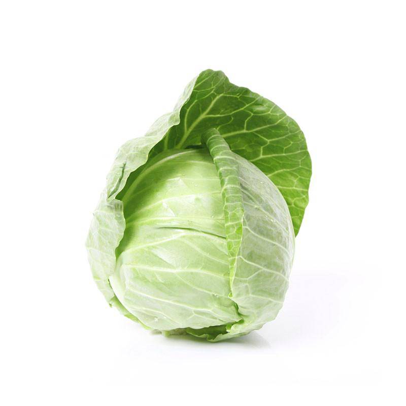 Cabbage-Copenhagen Early 1909