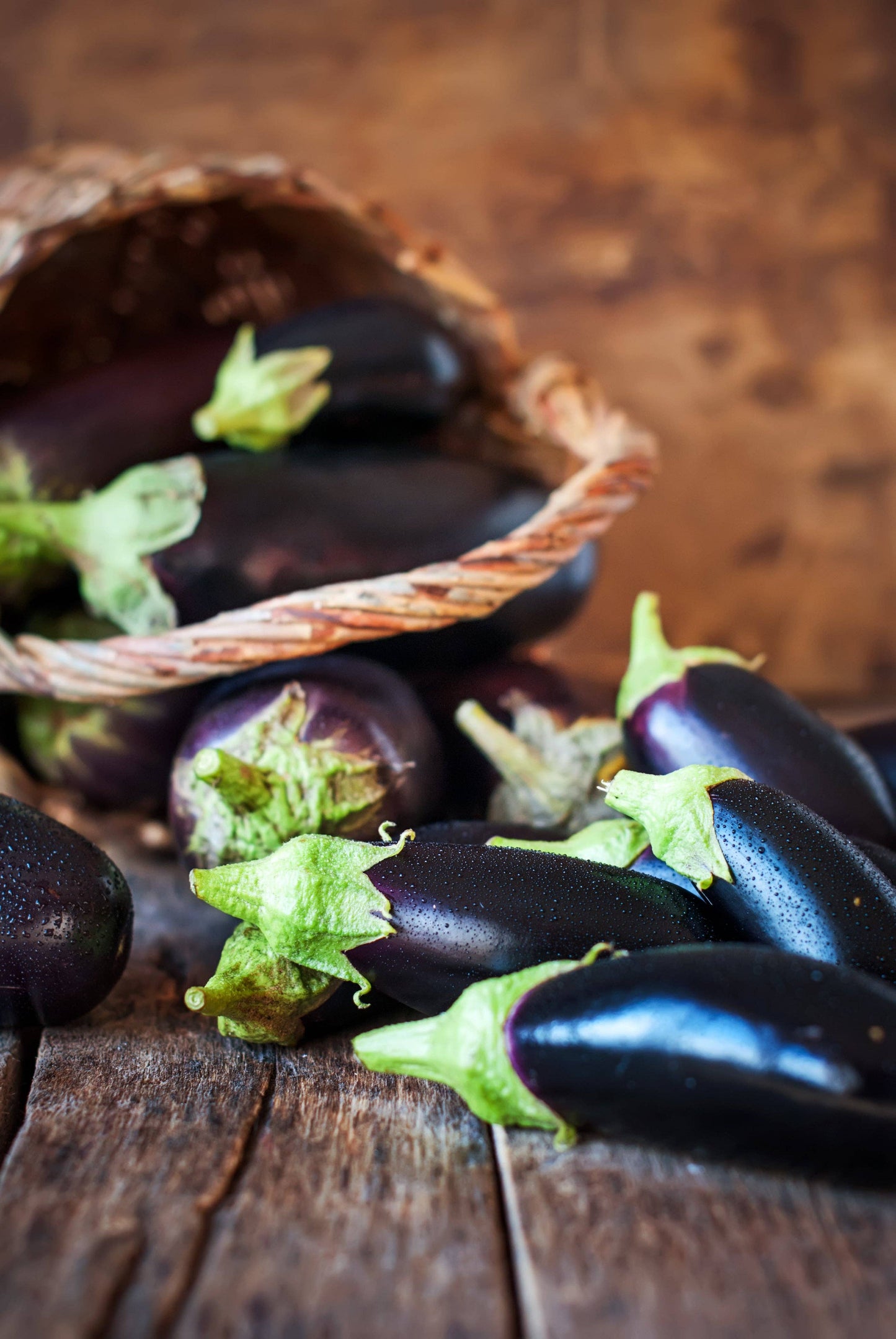 Eggplant-Black Beauty 1903