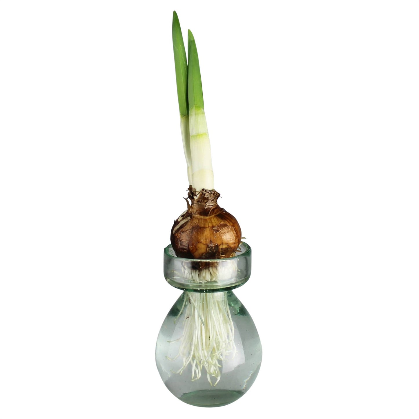 Bulb Vase - Recycled Clear