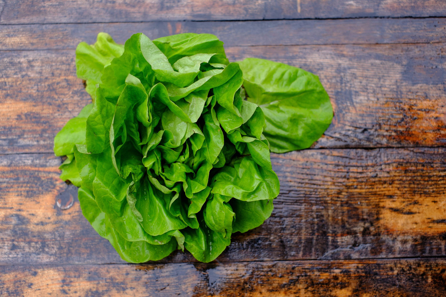 Lettuce-Buttercrunch Bib 1963