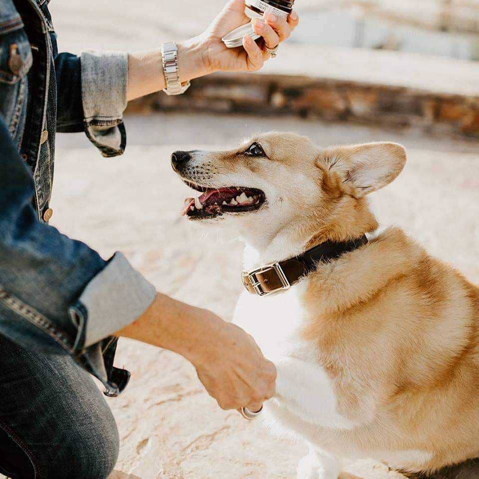 Paw Pad Salve for Dogs