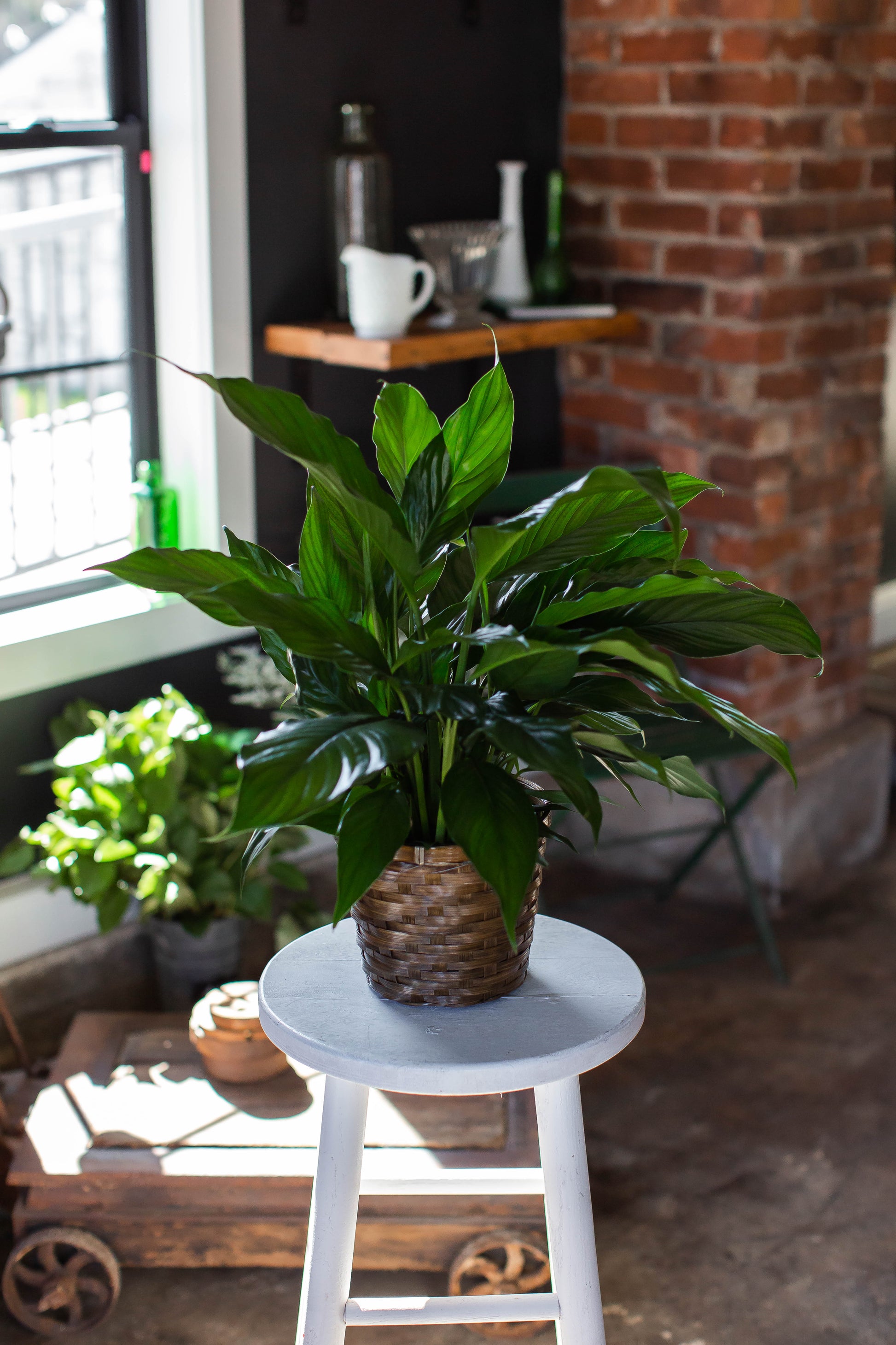 peace lily in basket Peace Lily Plant Basket